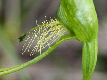 Pterostylis turfosa