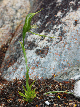 Pterostylis turfosa Pterostylis turfosa