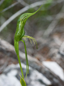 Pterostylis turfosa Pterostylis turfosa