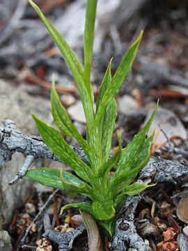 Pterostylis turfosa Pterostylis turfosa