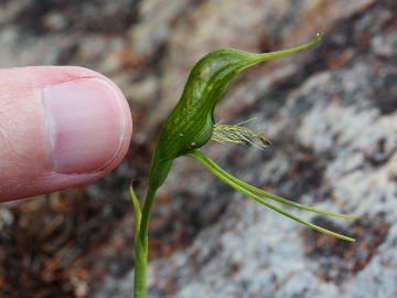 Pterostylis turfosa Pterostylis turfosa