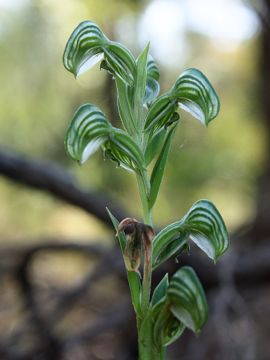 Pterostylis vittata