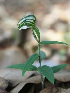 Pterostylis vittata