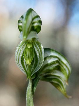 Pterostylis vittata