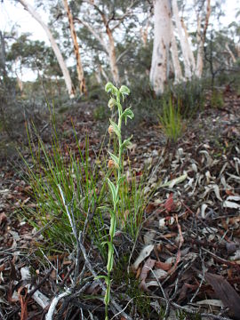 Pterostylis vittata