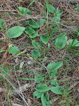 Pyrorchis nigricans