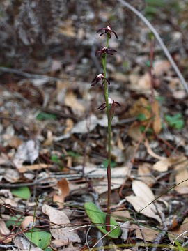 Pyrorchis nigricans