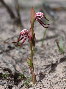 Pyrorchis nigricans