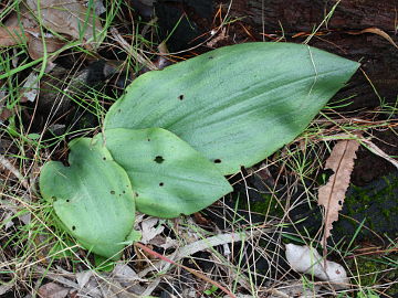 Pyrorchis nigricans