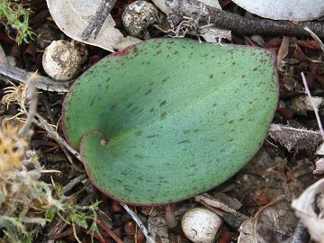 Pyrorchis nigricans