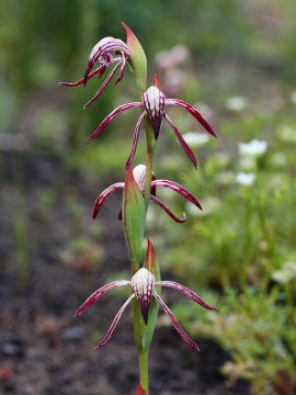 Pyrorchis nigricans