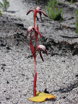 Pyrorchis nigricans