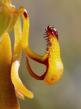 Spiculaea ciliata Spiculaea ciliata
