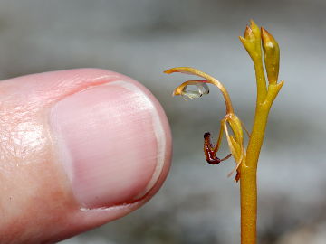 Spiculaea ciliata Spiculaea ciliata