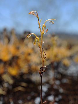 Spiculaea ciliata Spiculaea ciliata