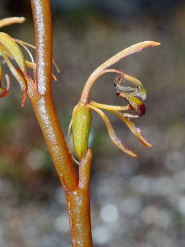 Spiculaea ciliata Spiculaea ciliata