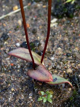 Spiculaea ciliata