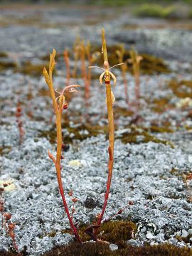 Spiculaea ciliata