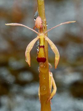 Spiculaea ciliata Spiculaea ciliata