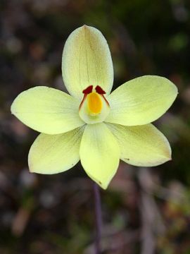 Thelymitra antennifera