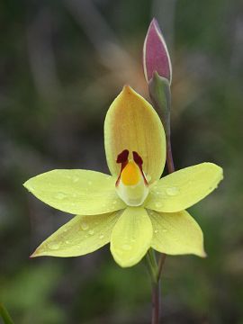 Thelymitra antennifera