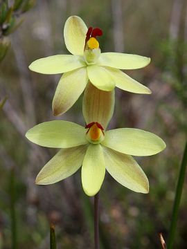 Thelymitra antennifera