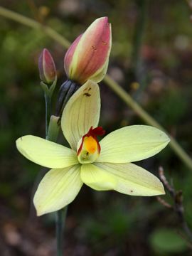 Thelymitra antennifera