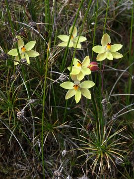 Thelymitra antennifera