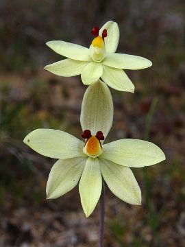 Thelymitra antennifera