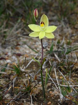 Thelymitra antennifera