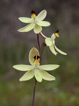 Thelymitra antennifera