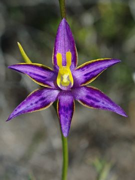 Thelymitra apiculata