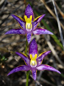 Thelymitra apiculata