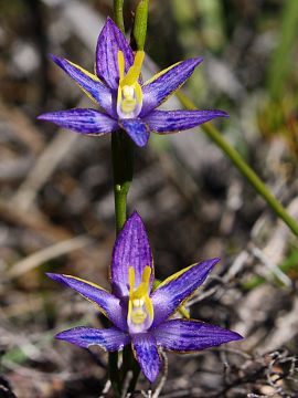 Thelymitra apiculata