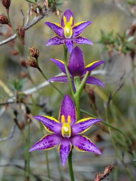 Thelymitra apiculata