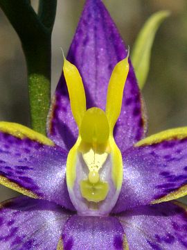 Thelymitra apiculata
