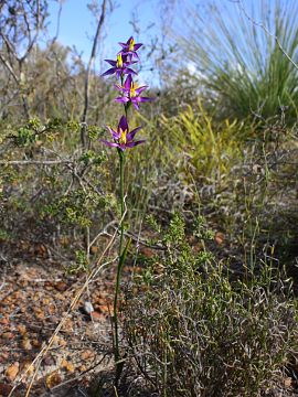 Thelymitra apiculata