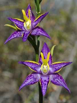 Thelymitra apiculata