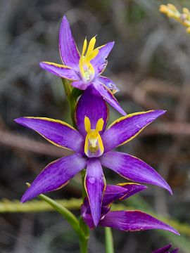 Thelymitra apiculata