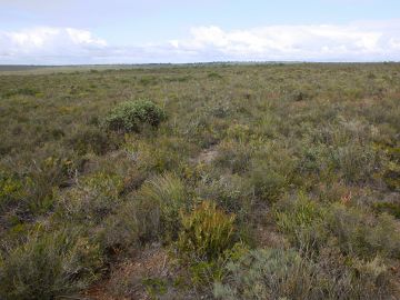 Thelymitra apiculata
