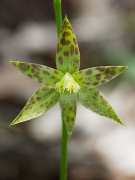 Thelymitra benthamiana