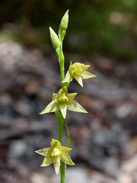 Thelymitra benthamiana