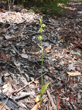 Thelymitra benthamiana