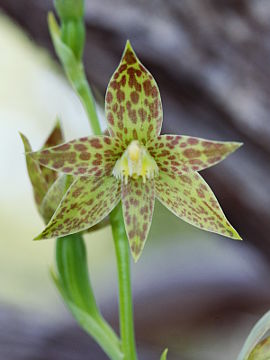 Thelymitra benthamiana