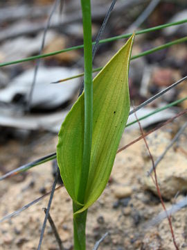 Thelymitra benthamiana