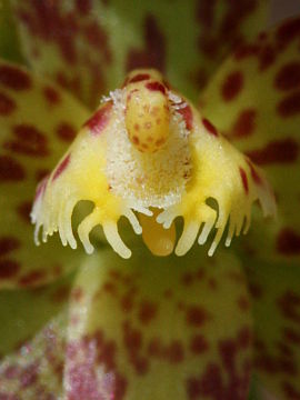 Thelymitra benthamiana Thelymitra benthamiana