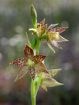 Thelymitra benthamiana Thelymitra benthamiana