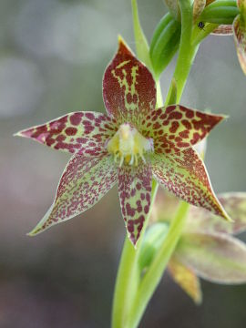 Thelymitra benthamiana Thelymitra benthamiana