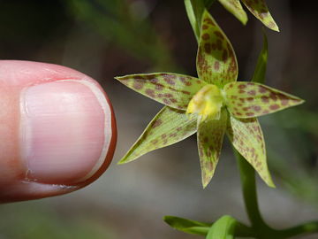 Thelymitra benthamiana Thelymitra benthamiana