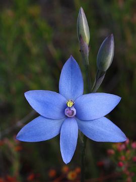 Thelymitra crinita Thelymitra crinita
